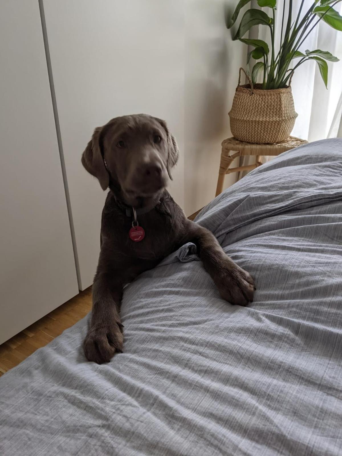 Bed & Breakfast Bonn 24 Mai Bis14 Juni Mit Hund In Der Wohnung Экстерьер фото